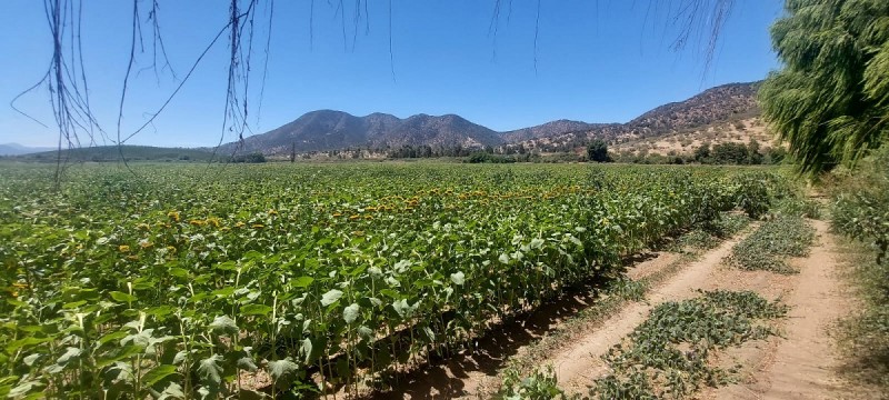 las Cabras, Sector Valdebenito, Sexta Región - Campo de 51,7