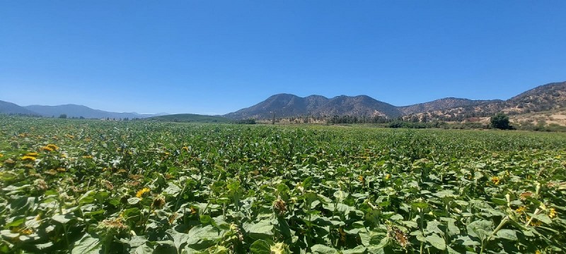 las Cabras, Sector Valdebenito, Sexta Región - Campo de 51,7