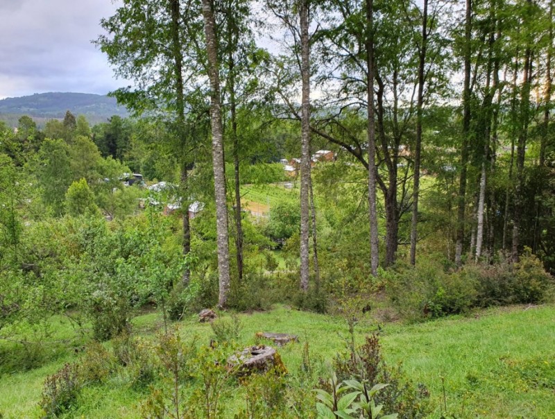 Región de los Ríos, Lanco, Purulón Ruta 203