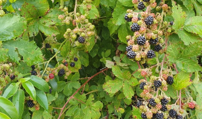 Región de los Ríos, Lanco, Purulón Ruta 203