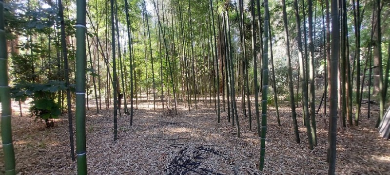 Pintué-Paine, Parcela Agrícola de 46.500 M2.