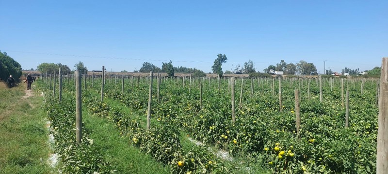 Melipilla, Terreno Agrícola A Orilla de Autopista del Sol.