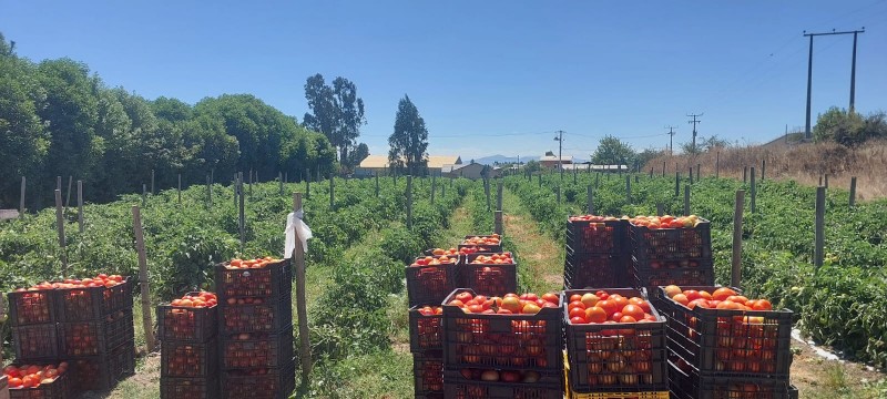Melipilla, Terreno Agrícola A Orilla de Autopista del Sol.