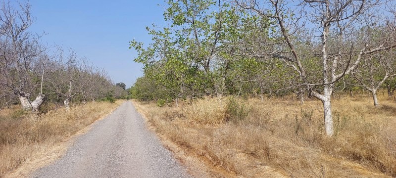 Terreno Agrícola Plano Con 3 Tipos de Usos, San Bernardo