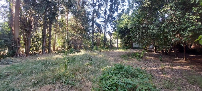 Pintué-Paine, Parcela Agrícola de 46.500 M2.