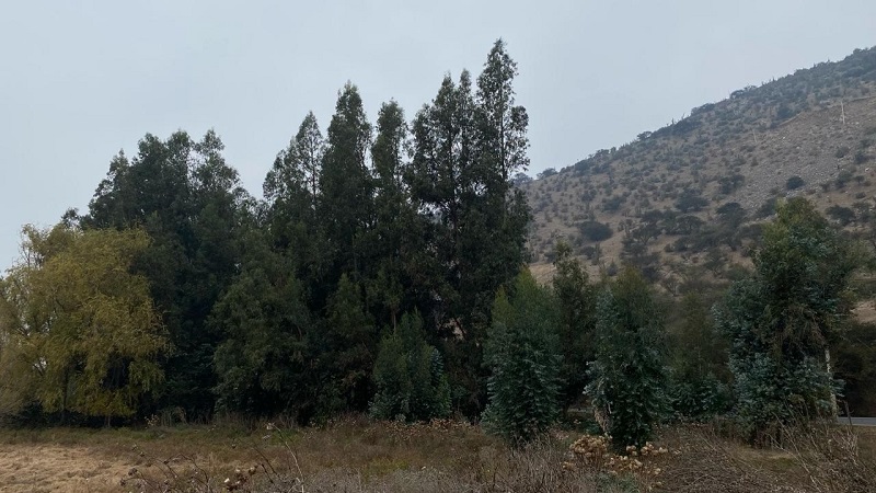 Paine-Colonia Kennedy, Terreno Agrícola de 6,48 Hás.
