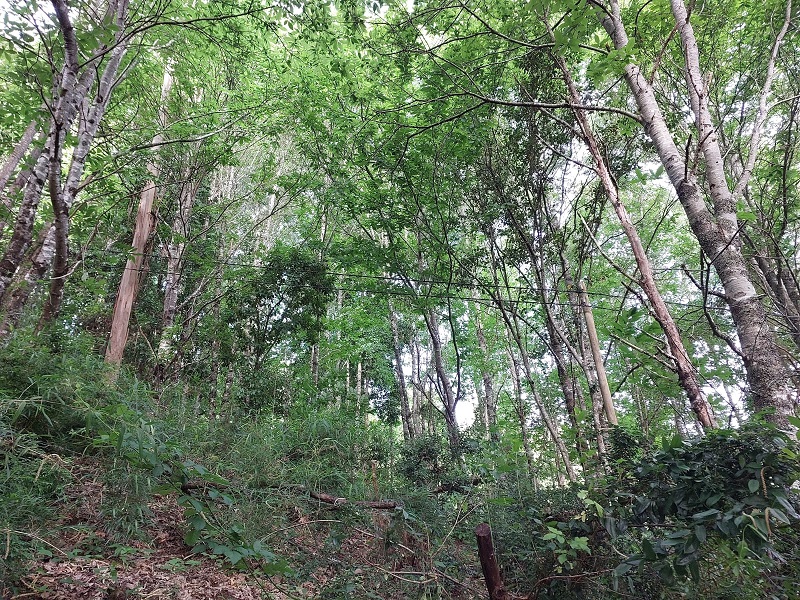 Región de los Ríos, Lanco, Purulón Ruta 203