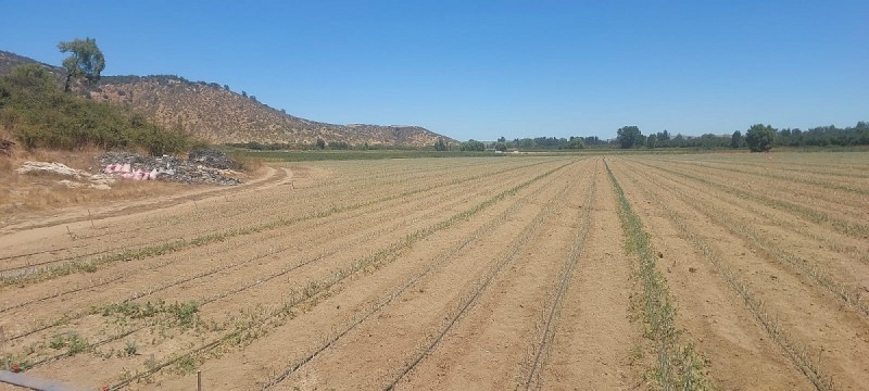 las Cabras, Sector Valdebenito, Sexta Región - Campo de 51,7