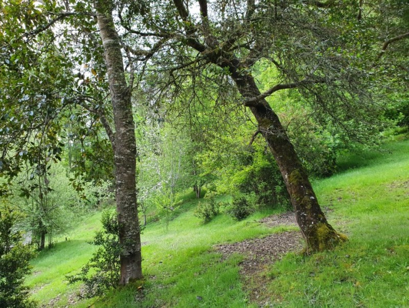 Región de los Ríos, Lanco, Purulón Ruta 203