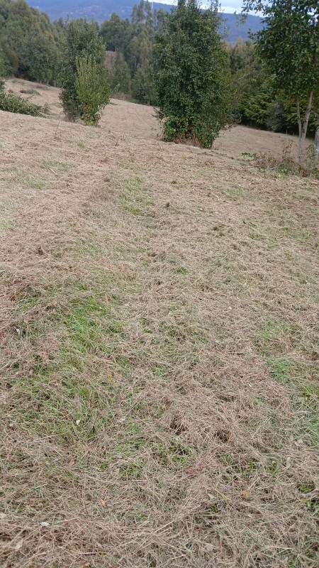 Región de los Ríos, Lanco, Purulón Ruta 203