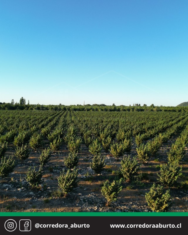 Huerto Frutal Avellano