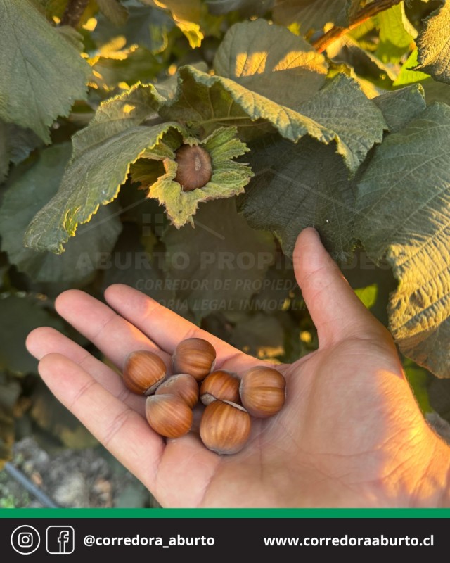 Huerto Frutal Avellano