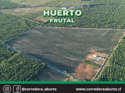 Fotografía de Huerto Frutal Avellano