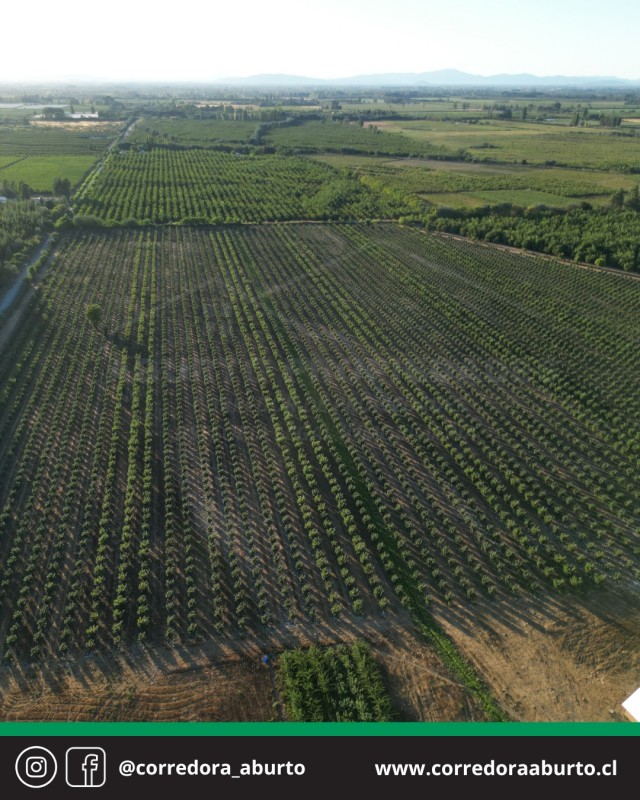 Huerto Frutal Avellano