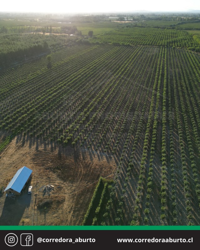 Huerto Frutal Avellano