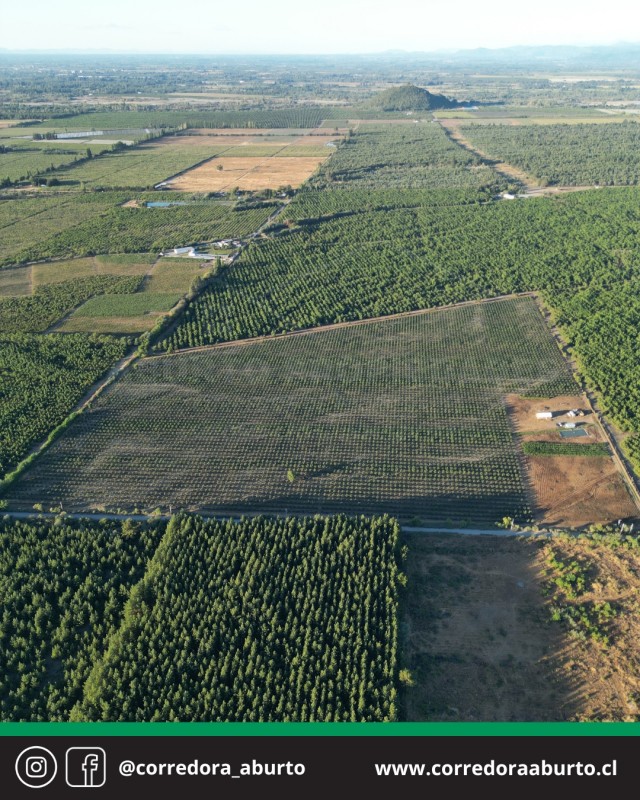 Huerto Frutal Avellano