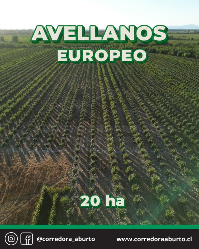 Huerto Frutal Avellano