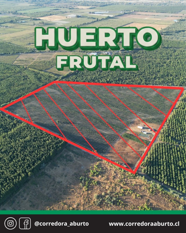 Huerto Frutal Avellano