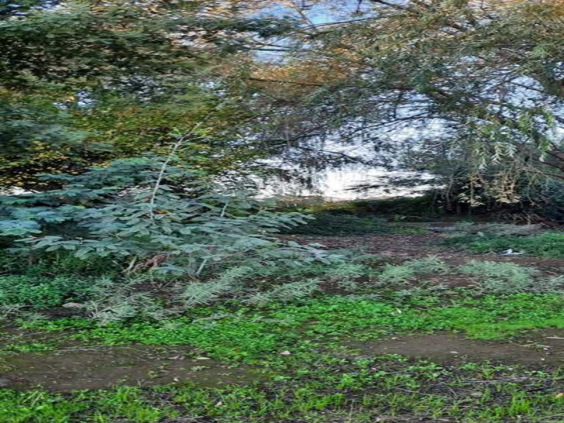 Se Venden Terrenos en San Clemente, Región del Maule.