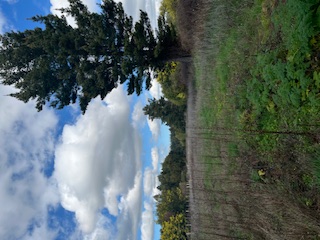 Gran Oportunidad Venta Parcela en Chillan