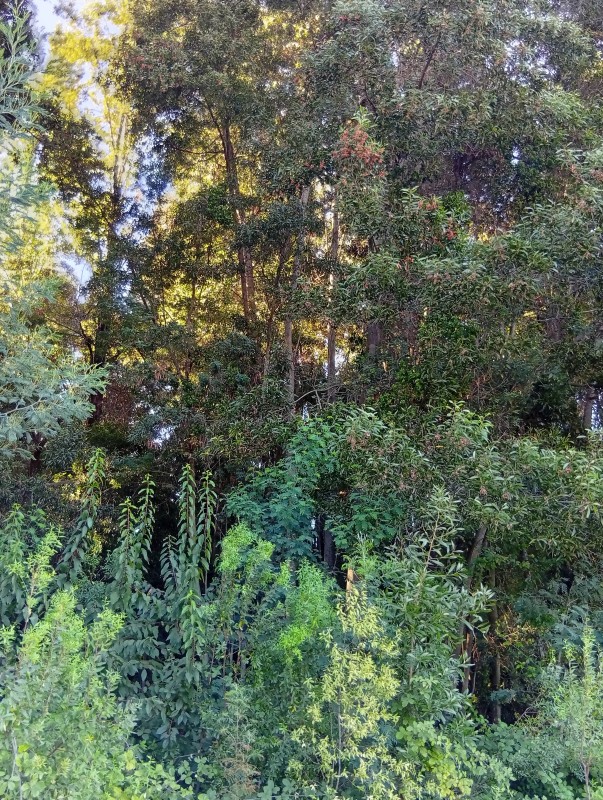 Hermosa Parcela Cerca de Yerbas Buenas, Con Empalme.