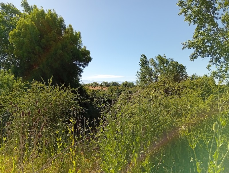 Parcela de 2,1 Hectáreas en Parral, Muy Cerca del Pueblo.