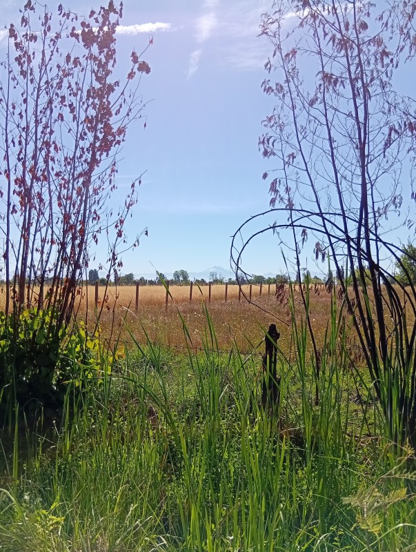 Parcela de 2,1 Hectáreas en Parral, Muy Cerca del Pueblo.