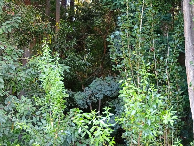 Hermosa Parcela Cerca de Yerbas Buenas, Con Empalme.