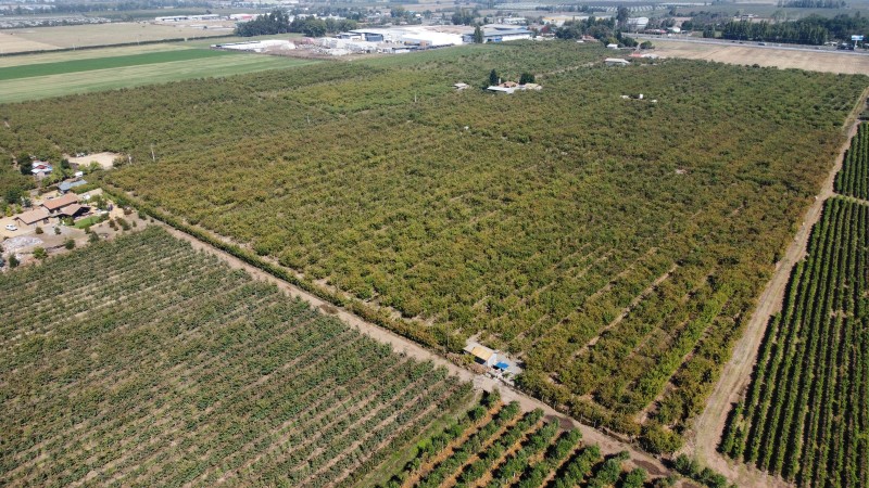 Fotografía de Venta de Campo Romeral, Sector Fundo la Ramada