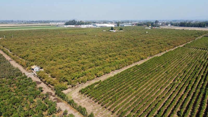 Venta de Campo Romeral, Sector Fundo la Ramada
