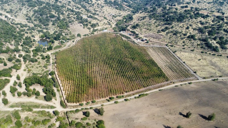 Venta de Campo Romeral, Sector Paso Ancho