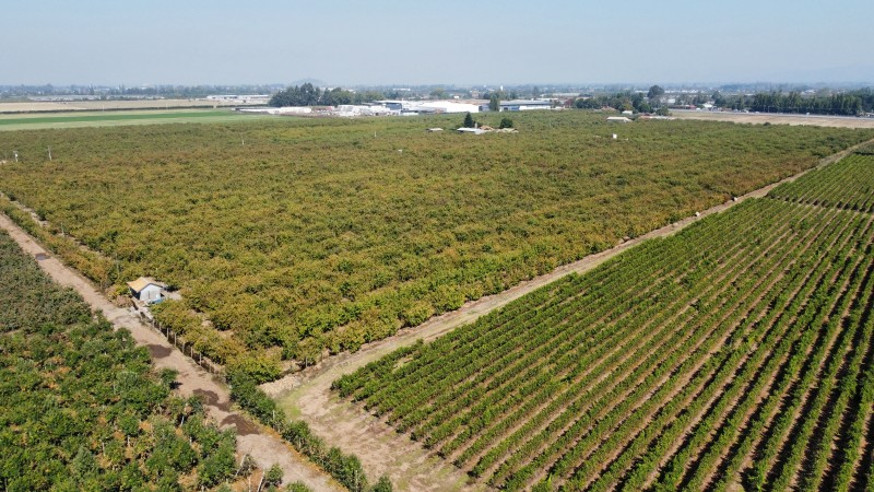 Venta de Campo Romeral, Sector Fundo la Ramada