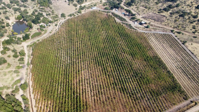Venta de Campo Romeral, Sector Paso Ancho