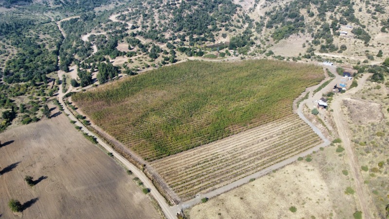 Venta de Campo Romeral, Sector Paso Ancho
