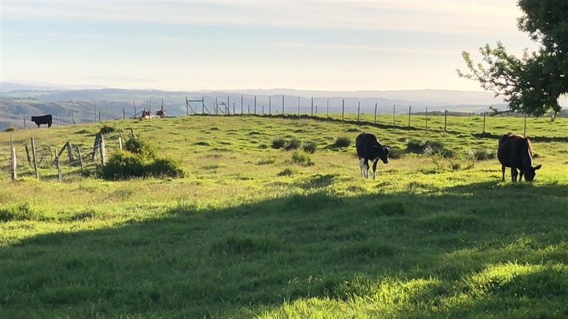 Vende Terreno los Muermos Puerto Montt