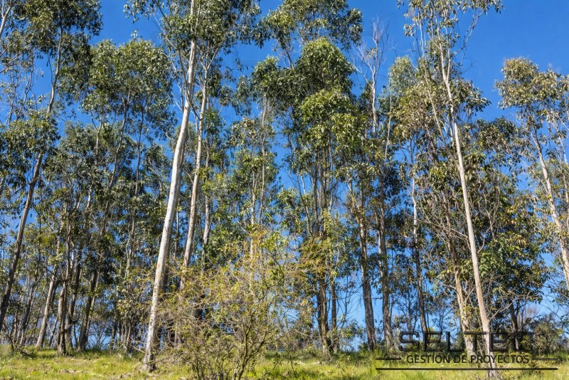 Parcela 10.000 M2 Comuna de Navidad.