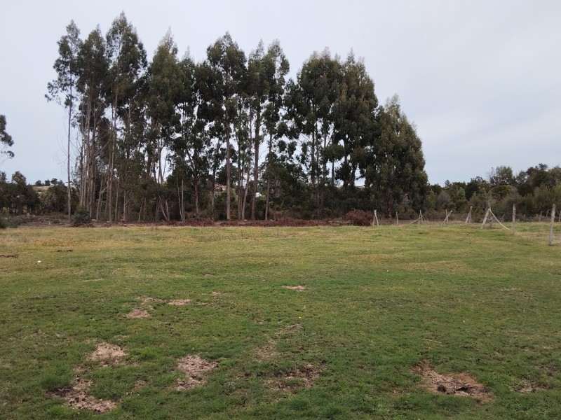 Se Vende 1 Hectárea Km 8 Curaco de Vélez-Chiloé A Pasos Ruta