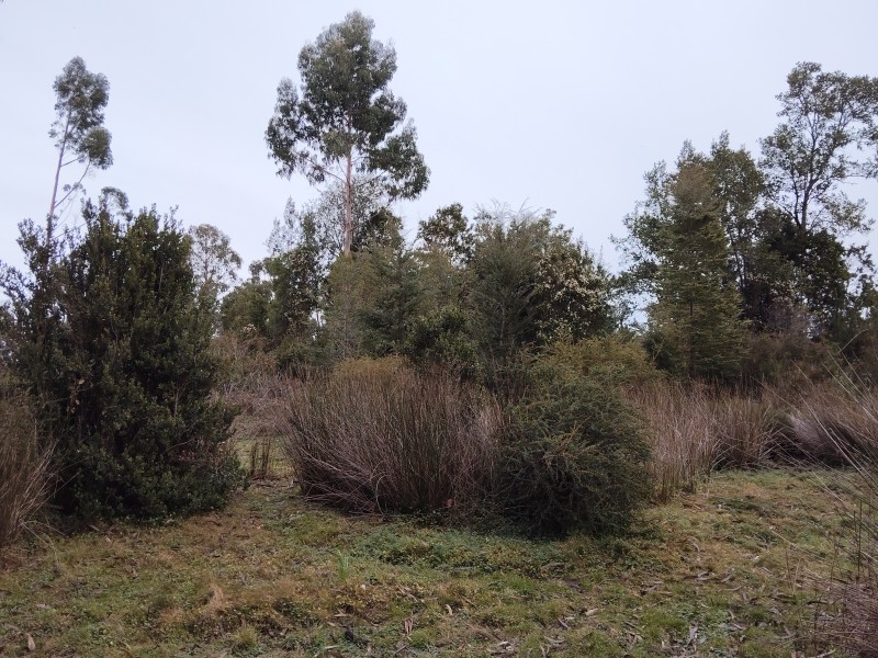 Se Vende 1 Hectárea Km 8 Curaco de Vélez-Chiloé A Pasos Ruta