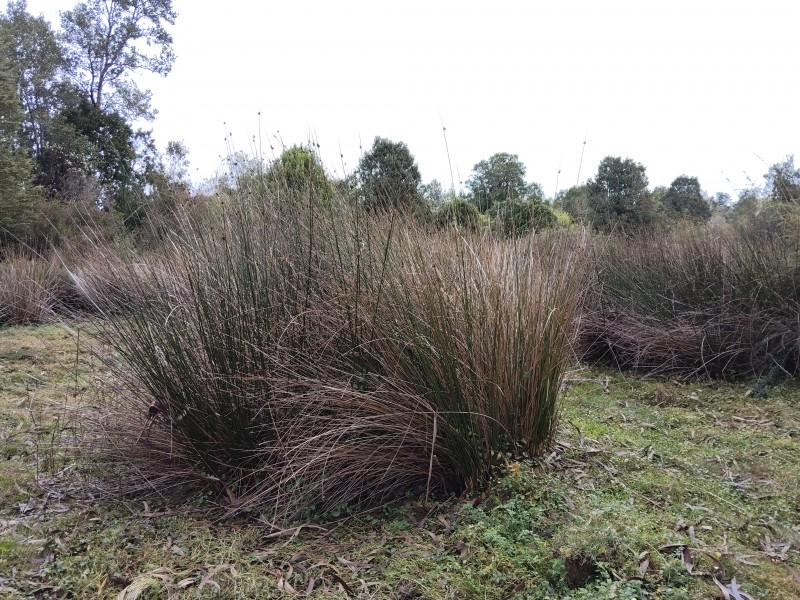 Se Vende 1 Hectárea Km 8 Curaco de Vélez-Chiloé A Pasos Ruta