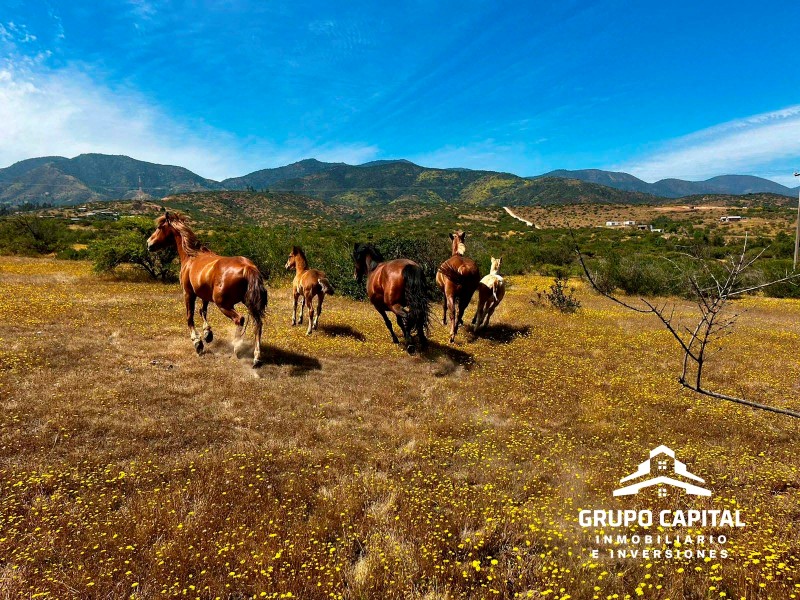 Parcelas Premium 5.000 M² | Country Zapallar