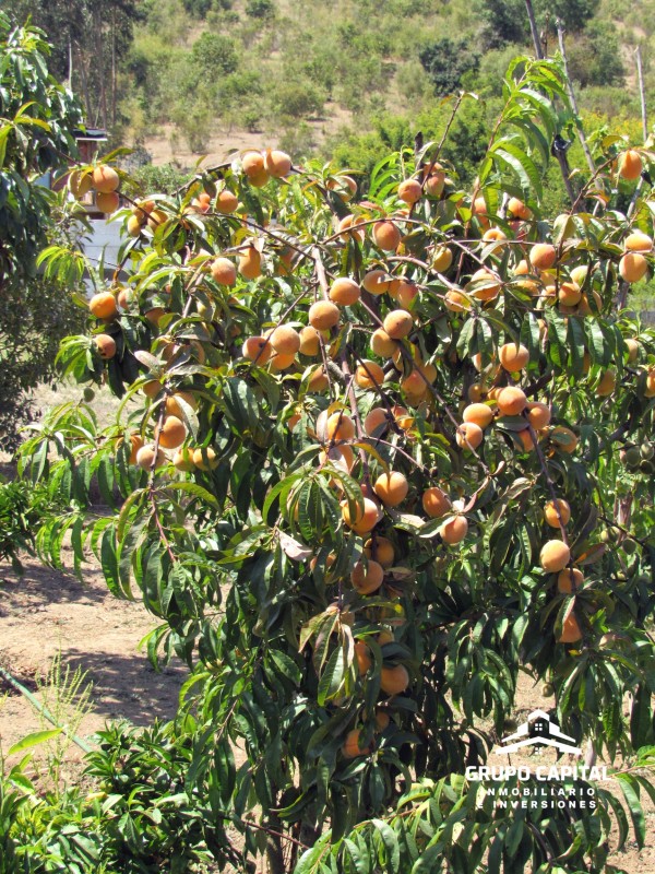 Oferta!!! Casa Con Piscina en Altos Olivos de Pucalán