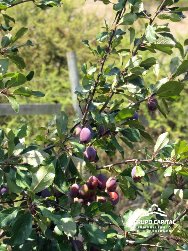 Oferta!!! Casa Con Piscina en Altos Olivos de Pucalán