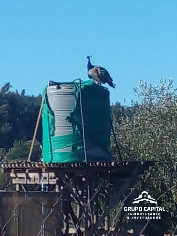 Terreno Productivo en Carrizal de Putú, Constitución