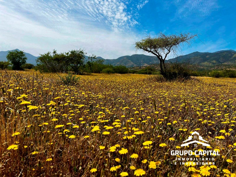 Parcelas Premium 5.000 M² | Country Zapallar