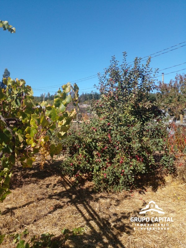 Terreno Productivo en Carrizal de Putú, Constitución