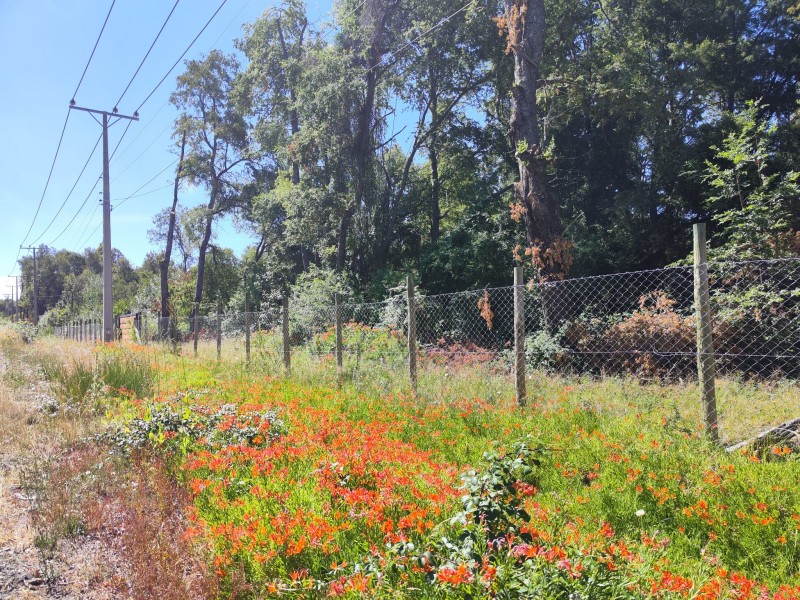 Maravilloso Terreno de 11.5 Há A Solo 20 Km de las Trancas.