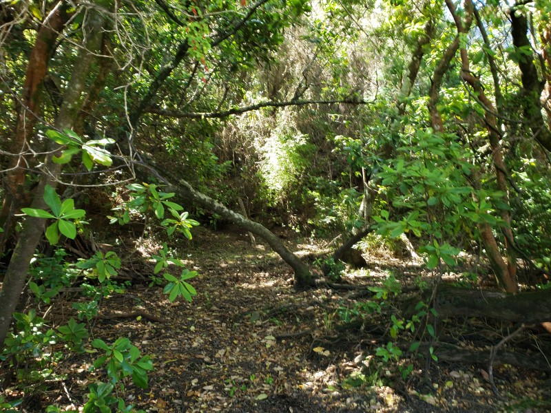 Venta Parcela Con Tres Casas y Acceso Privado Lago Lanalhue