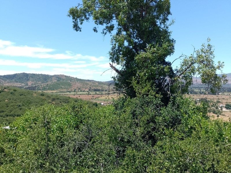 Peralillo Parcela