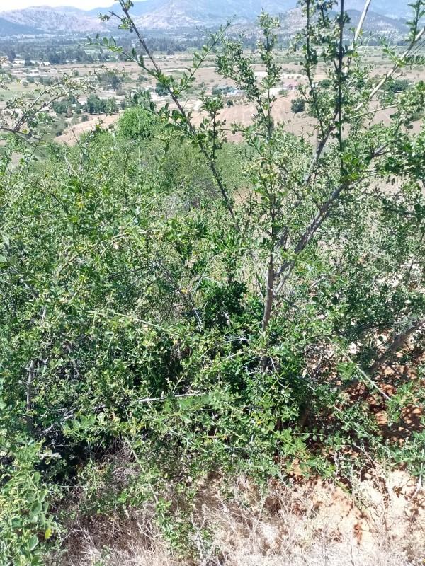 Peralillo Parcela