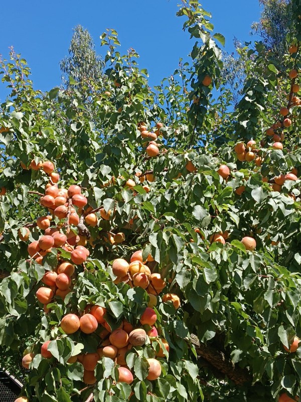 Venta de Parcela en Requinoa Sector el Abra